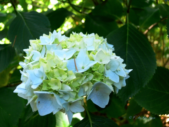 Bois des Moutiers (118) Juin 2012